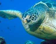 This scientific research helps environmental regulators, scientists, and the Navy to: Understand marine mammals and sea turtles to better assess effects on species from military activities Assess