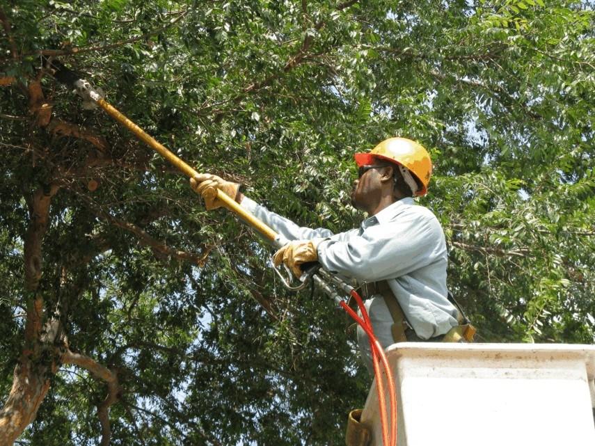 SCE&G TO PERFORM TREE TRIMMING ACTIVITIES AS SCHEDULED SCE&G will perform tree trimming activities along overhead utility lines in the following neighborhoods for the next two weeks: Belmont College