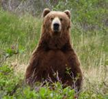 Our Work Kodiak brown bear. Photo copyright Stacy Studebaker. ACF Awards $4.