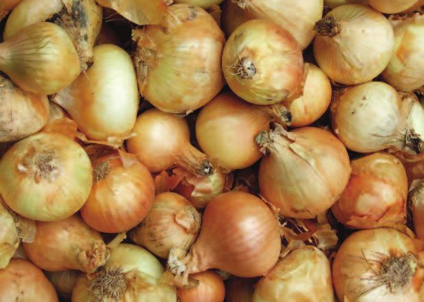 McCain Foods, one of Idaho s major onion processors, estimates if the onion-storing season could be extended by two months, it would be worth $20 million to local industry.