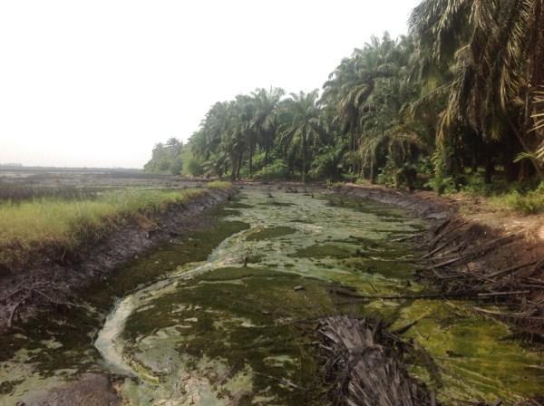 Our projects Oil Spill Cleaning/Remediation and other areas of economic development of the Bodo Community of Ogoni Land: Osprey Investments Group has been appointed by the Bodo Community and its