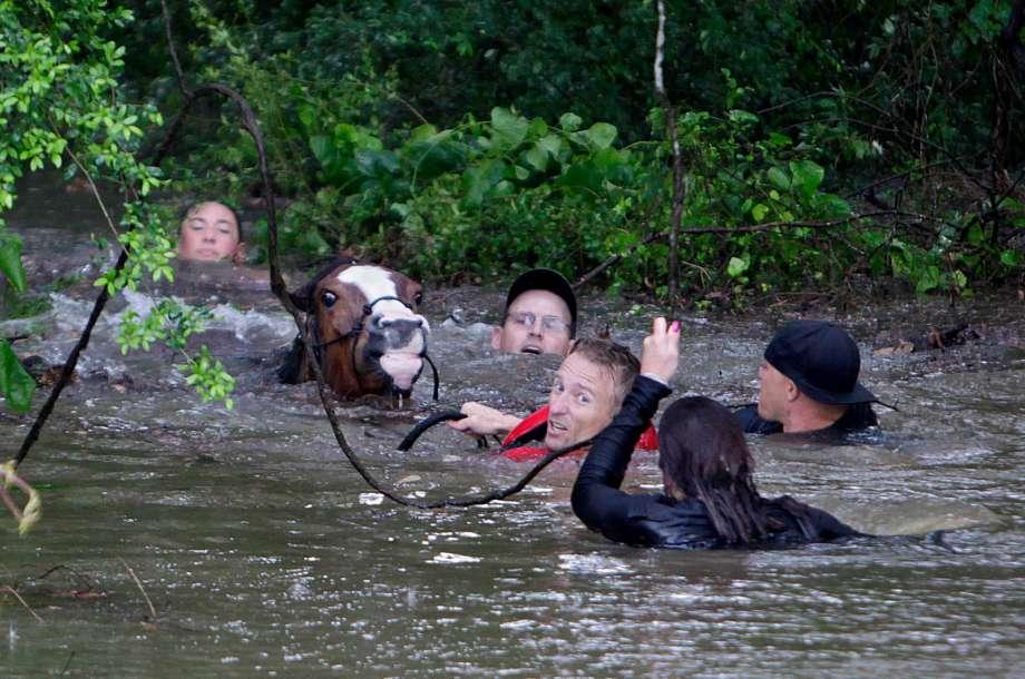 Memorial Day Photo credit: Houston Chronicle, Horse Water Rescue, Houston,