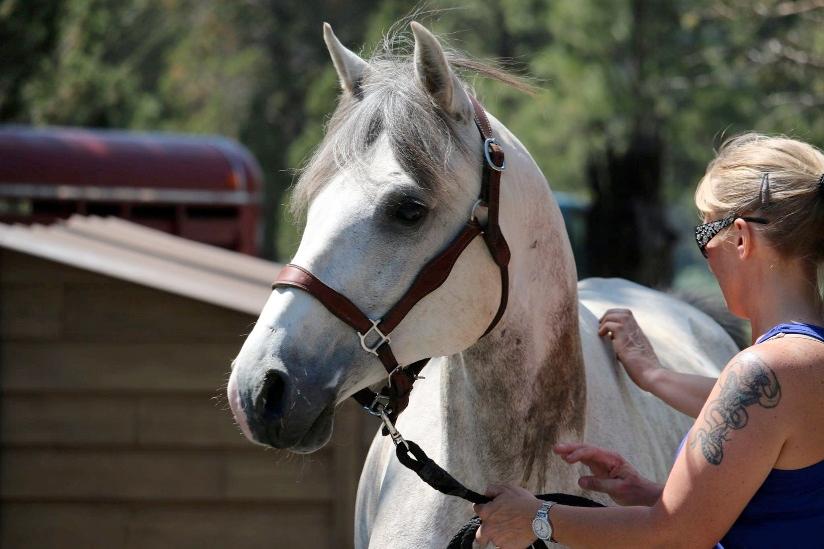 It takes approximately 30 minutes to complete the actual gelding procedure and about one hour for recovery time.