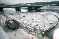 Over 644 tons of litter was removed from County and city catch basins in the 2005-2006 rain year.