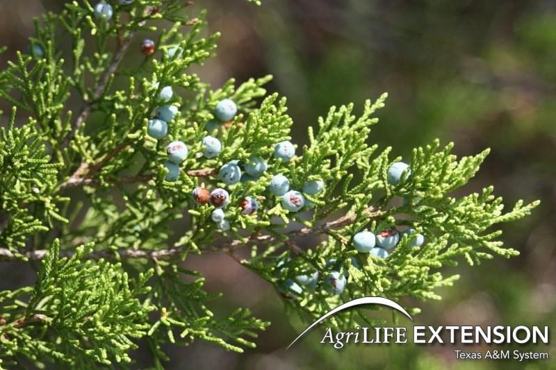 Page 3 Name that Plant? Ashe juniper, Blueberry juniper This evergreen tree is a perennial, cool- and warm-season native. It is commonly called cedar but is not a true cedar.
