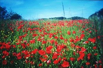 After the battle of Somme in France, British soldiers returned to see the trenches covered in bright red poppies!