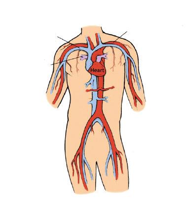 Central Venous Access Device (CVAD) Understanding Your Circulatory System Since a central line goes into your vein and is placed near your heart, it s helpful to have an understanding about your