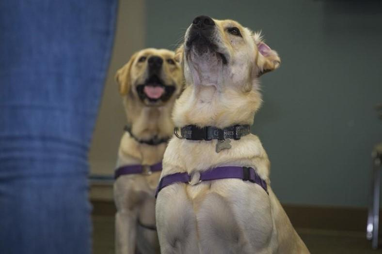 Paws for Purple Hearts conducts trainings at local veteran organizations to have canine-assisted therapy sessions with veterans and active-duty service members. Wounded Warrior or Robin Hood? Cpl.