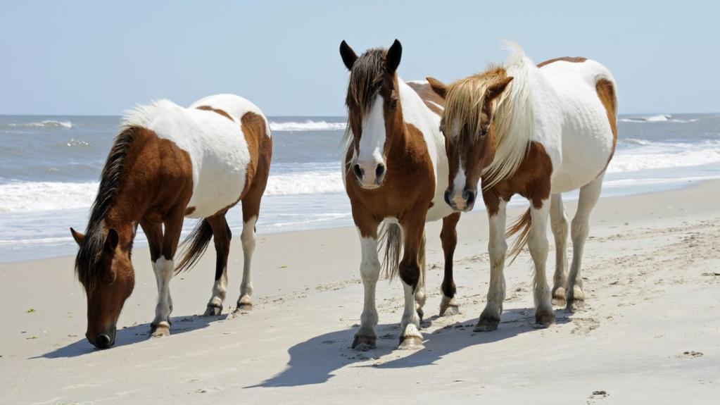 home to wild horses. The house we rented offers a game room, bikes to ride on the boardwalk, beach access, and lots of outdoor space to soak up the sunshine. Space is limited to 18 people.