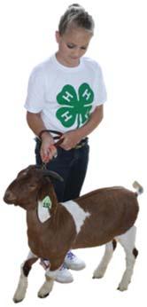 The show is a terminal show for the steers, meaning the animals were harvested following the show. Thank you to those who purchased beef and supported the 4 H Beef project. Summer Fun at 4 H Camp!