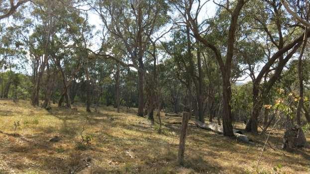 Australian bush, tablelands region