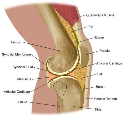 Hinge joint-largest joint in the body The thigh bone (femur) & the shin bone (tibia) meet to form the knee joint The knee cap