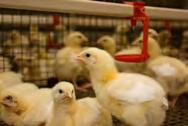 Increased producuon rates and sales of sensors due to automauon Ø Ability to supply rapid and widespread demand from poultry growers across GA, and the