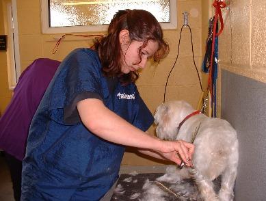 ANIMAL CARE (DOG GROOMING) LEVELS 2-3 Learners will gain a nationally recognised City & Guilds Qualification.