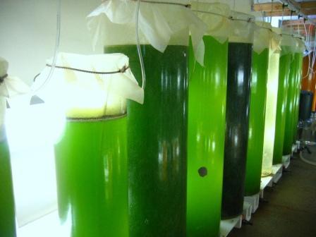 Expeditionary Energy Initiatives Algae-based fuels Stern