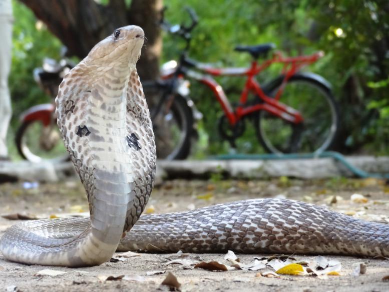 country like India The Burden of Human suffering caused by snake bites has been greatly ignored for far too long in India, it remains one of the most Neglected of all tropical Diseases, Snakebite