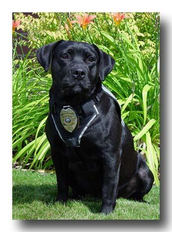 K-9 9 Drug Dogs require 4 8 hours of training per week.