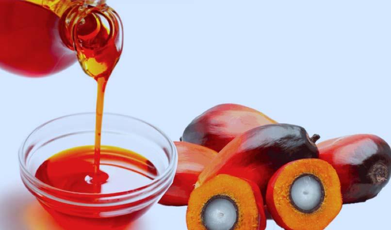 ASEAN countries can learn from one another Malaysia Malaysian Palm Oil Board Created through merger of two public institutes by law in 2000.
