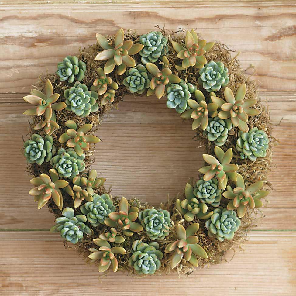 Make A Succulent Holiday Wreath Saturday, December 1 1:30-3:30 P.M. $50 member / $57 non-member Create your own succulent wreath for the holidays.