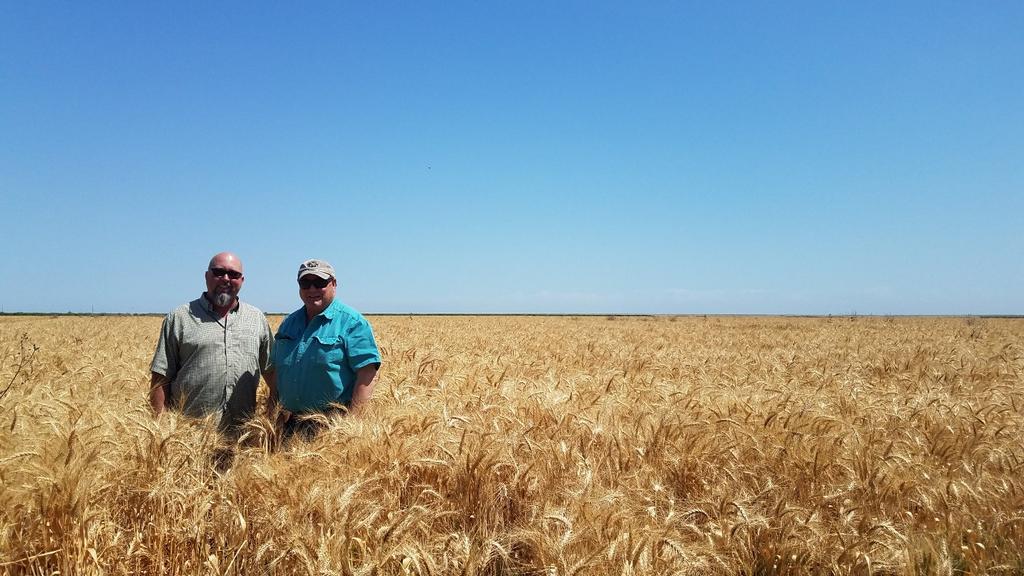 August 24, 2018 Photo: On the left is Wheat grower Skip Sagouspe and on the right is Corky Sherwood. How was the Wheat Quality of Skip s wheat? To our surprise, the wheat quality was excellent!
