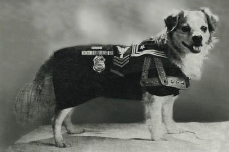 The Story of Victory the Dog When Navy Captain John L. McCrea first brought home a new pet dog, his wife said, Get that thing out of here.