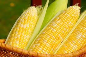 2.5 Corn/cassava Starch Project Corn/cassva