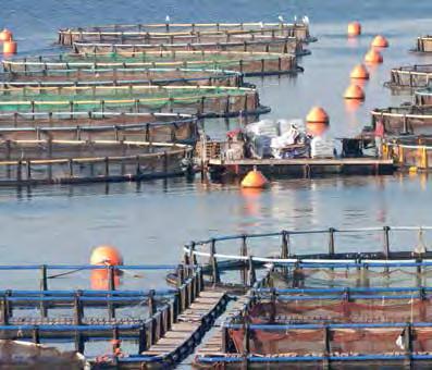 AQUACULTURE DEVELOPMENT ENHANCEMENT Approved projects during were based in the Gauteng, Limpopo and Western Cape provinces, with the latter accessing the largest share of approvals; 63% of the number