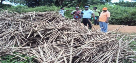 Six thousand (6000) cassava bundles, six hundred (600) bags of NPK fertilizer, two hundred (200) bags of Urea, Five hundred (500) Litres Preemergency herbicide, four (4 No) Inoculums, and Eight (8No)
