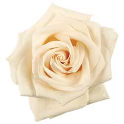 6. Explain the significance of this flower: (2 points) This is our official flower, called the Cream-Colored Rose/Delta Gamma Rose. 7. The motto of Delta Gamma is: (2 points) Do Good. 8.
