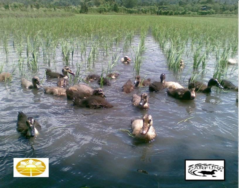 PROMOTION OF RICE DUCK FARMING COOPERATION WITH