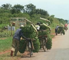 Case of Afribanana Agribusiness Incubator 16 1. Link Universities to private sector 2.