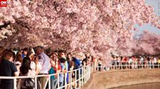 Cherry Blossom Events go to www.nationalcherry blossonfestival.
