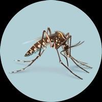 HEALTH TIPS FACTS ABOUT THE ZIKA VIRUS As of August 17th there have been 14 cases of locally transmitted Zika in the United States.