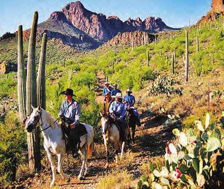 As you venture along the desert trails, winding through towering Saguaro Cactus, mesquite groves and other desert plant life, your guide will tell of the abundant plant and animal life.