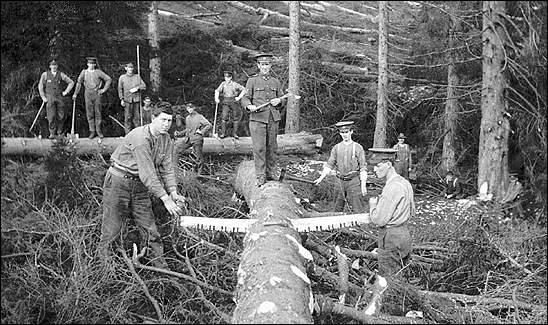 Forestry Corps 500 enlisted Cut wood for mines