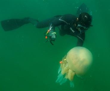 Case Study: Ecojel Priority 2 Theme 1: Climate Change & Sustainable Regeneration Aim: Identifying and managing the jellyfish