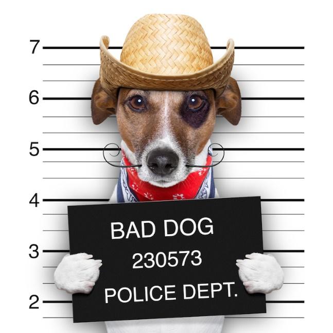 To report Dogs At-large, Abused or