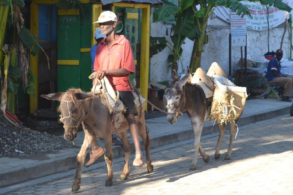 They use donkeys to carry their loads, not