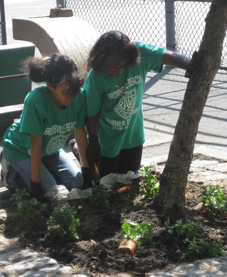 ENVIRONMENTAL STEWARDSHIP CUCE-NYC 4-H took park in the MillionTreesNYC project, a citywide, public-private program enacted to plant and care for one million new trees across the five boroughs.