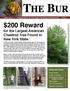 Newsletter of the New York State Chapter of The American Chestnut Foundation