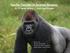Gorilla Tourism in Dzanga Sangha: