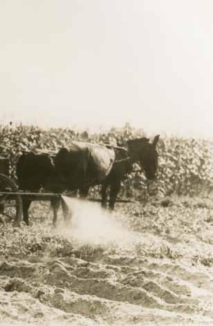 Corn Clubs and Tomato Clubs: The Origins of 4-H The first boys corn club in Texas was organized in Jack County in 1908 by T. M. Tom Marks, an agricultural agent for the U.S. Department of Agriculture.