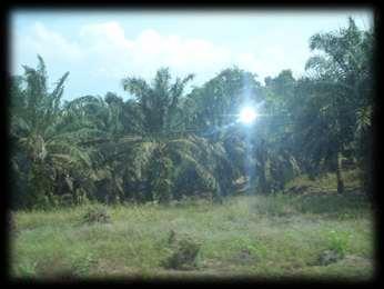 Figure 3 Oil Palm Plantation along the way to Gemas Baru During our tour of Gemas Baru, we found that a lot of land is