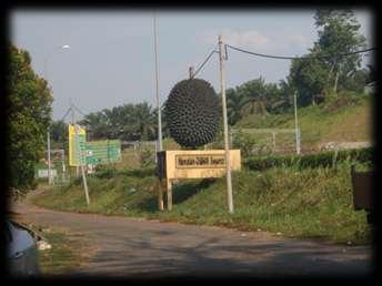 Figure 4 A signboard showing a durian In fact, Gemas Baru is famous for its durians and the sale of this fruit provides