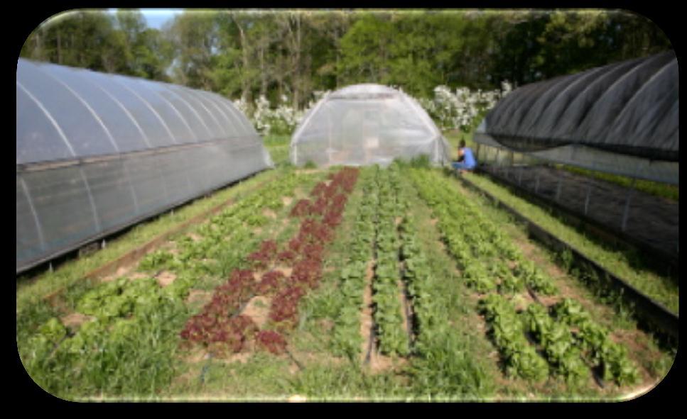 PROGRAM The Sustainable Development & Environment Unit Hoop Houses, Piedmont Region, NC Helps small family farmers and landowners explore and implement market-driven, agricultural practices.