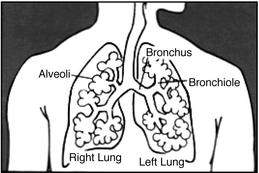 Lung Surgery: UCSF/Mount Zion The respiratory system and how it works The lungs are very important.