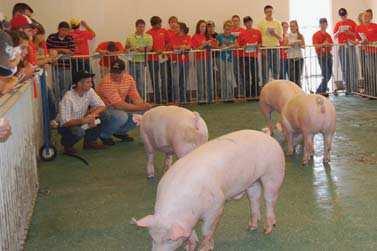 collegiate national champion livestock judging teams - renowed national swine