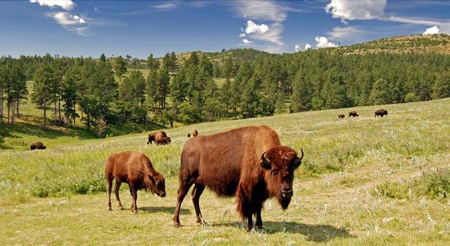 OUR GEOGRAPHIC REGION CUSTER STATE PARK State park and wildlife reserve in the Black Hills.