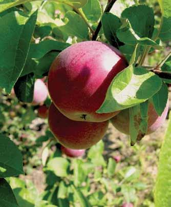 Food Innovation Districts: An Economic Gardening Tool INSPIRATION: Growing healthy regional food systems It wasn t long ago that schools in Benzie County, Michigan, served Red Delicious apples