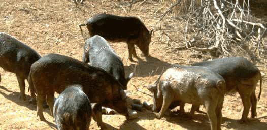 Population control measures include trapping, ground shooting and potential use of aerial gunning after the non-toxic Hog-Gone is administered.